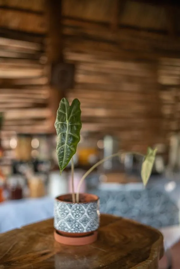 Hotel Mecate Hostel By Xibalba Bacalar Mexico